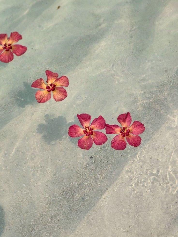 Celestial Blooms of Midnight Velvet Array